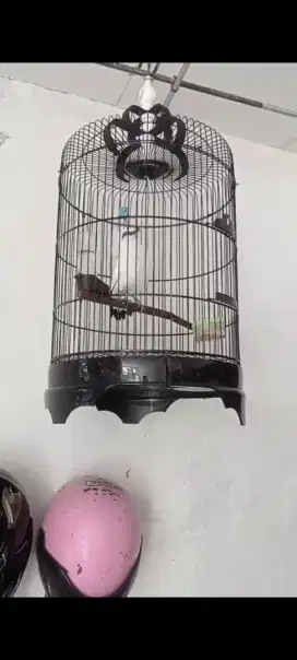 Balinya Bos ku Harian Grebeki