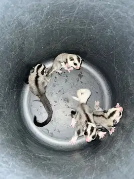 Joey Sugar Glider