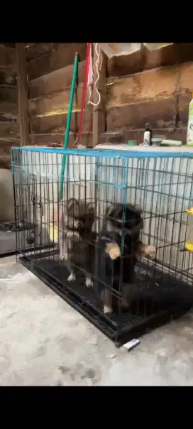 Anakan ras minipom