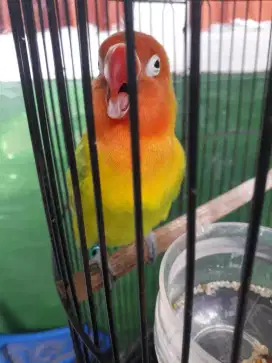 Burung Lovebird jantan melet di Bogor