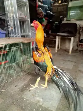 Ayam siam ekor lidi wiring kuning janggaran sisik rapih