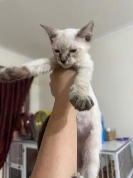 Anak kucing b3ngal mix siam