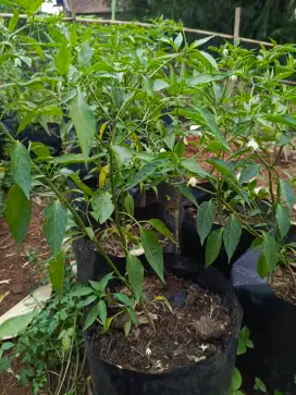 Pohon cabe merah kriting