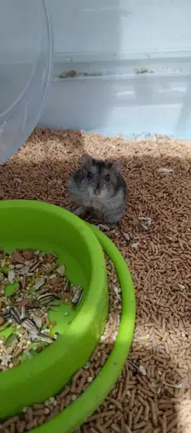 Hamster winter white mata hitam