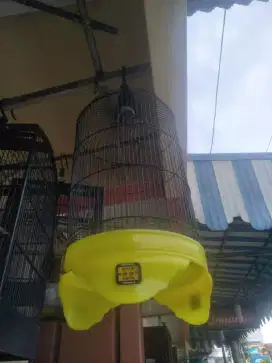 Sangkar kapsul tebok oriq jaya