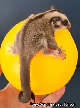 Sugar Glider Joey Grey het Leu Jantan