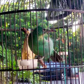 Kenari Banyuwangi
