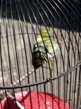 Burung sertu (cipo)