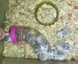Jual hamster berbagai varian dan accesories