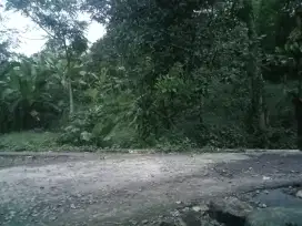 Di jual lhan tanah kebun durian sudah produktip siap nunggu hasil