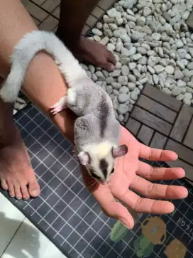 Sugar glider Mozaik jantan