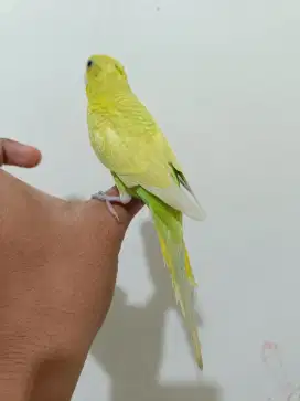 Hanya burung parkit lokal muda jinak indor tuker tambah barter