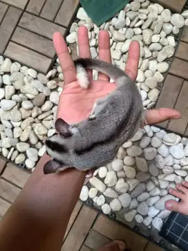 sugar glider Mozaik ring tail