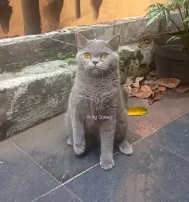 Kucing BSH British Shorthair Blue Solid Betina 10 bulan Mulai Birahi