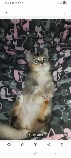 Kitten Munchkin mix Golden Scottish