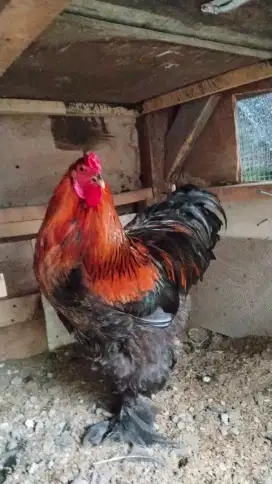 Ayam brahma    .