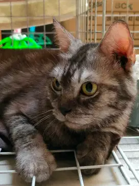 Kucing Persia Umur 10 Bulan