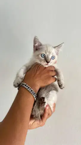 Lepas adopsi kucing kitten persia dan himalaya