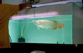 Arwana Super Red Kalimantan