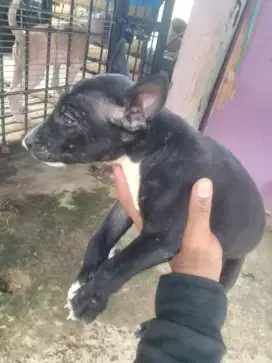 Bullterier / PITBUL TERIER TERIL