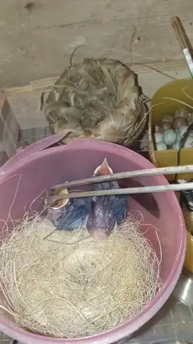 Murai baru lolohan