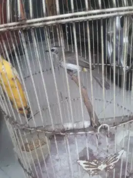 Trucuk kebo lokal tambak