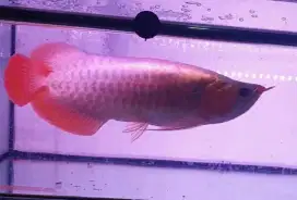 Arwana sr uk 45 cm