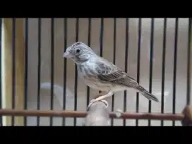 Burung sanger/edel paud gacor cor
