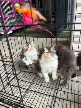 KUCING PERSIA PEAKNOSE