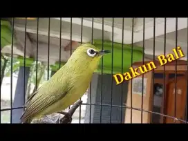 Burung dakbal gacor ngalas nembak