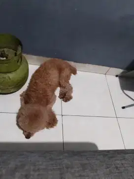 Dogy lucu  Murah semi hibah