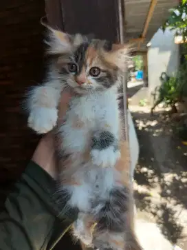 Kitten Persia Good Quality Betina calico