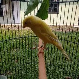 kenari Hybird trah perstasi