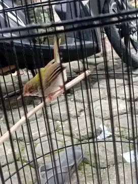 Burung prenjak lumut jantan Gacor untuk masteran kacer