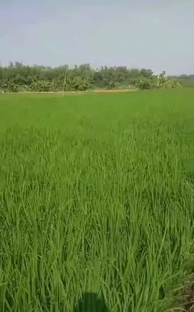 Dijual sawah produktif milik pribadi