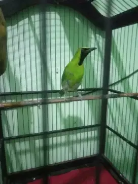 Jual BU burung Kacer rawatan
