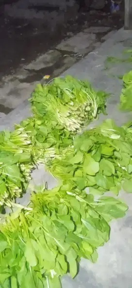 Sawi hijau segar