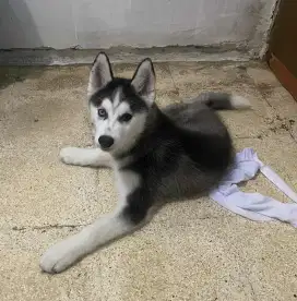 Siberian Husky Puppy