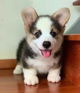 DIJUAL ANAK ANJING WELSH CORGI