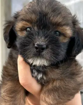 Shih Tzu Mix Toy Poodle Jantan