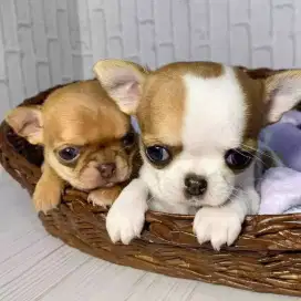 DIJUAL ANAK ANJING CHIHUAHUA