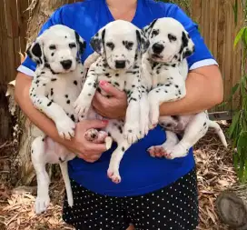 DIJUAL ANAK ANJING DALMATIAN