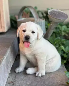 DIJUAL ANAK ANJING LABRADOR RETRIEVER