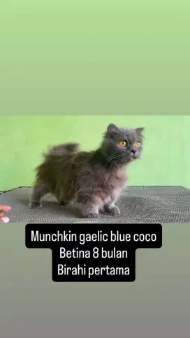 Kucing munchkin
