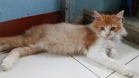 Kiten Jantan 6 bulan