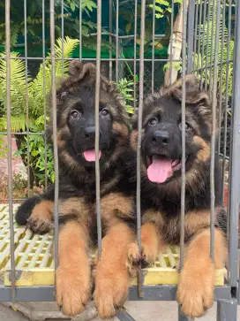 DIJUAL ANAK ANJING GERMAN SHEPHERD HERDER