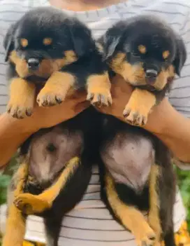 DIJUAL ANAK ANJING ROTTWEILER