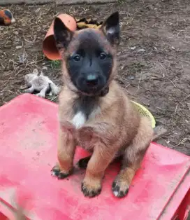 DIJUAL ANAK ANJING BELGIAN MALINOIS
