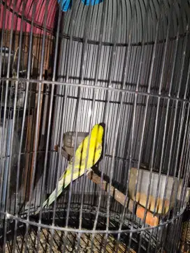 Burung parkit warna cerah
