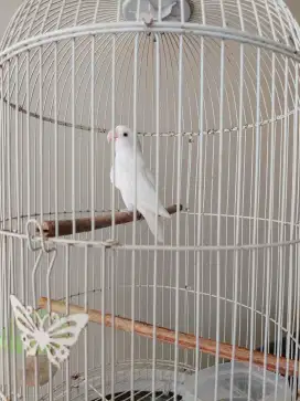 Lovebird Lutino MH